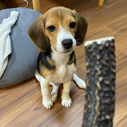 Home | Smart Beagle Puppies